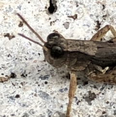 Phaulacridium vittatum at Monash, ACT - 14 Apr 2019