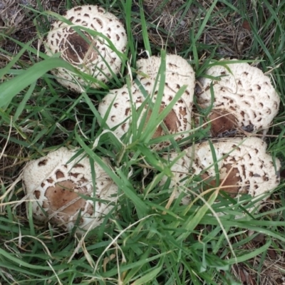 Chlorophyllum sp. at Deakin, ACT - 6 Apr 2019 by GregCarman