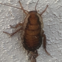 Drymaplaneta communis (Eastern Wood Runner, Common Shining Cockroach) at Monash, ACT - 11 Apr 2019 by jackQ