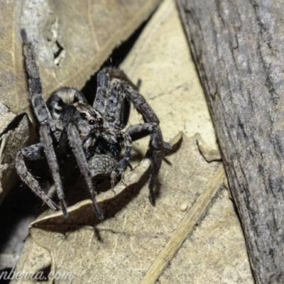 Lycosidae (family) (Unidentified wolf spider) at Red Hill Nature Reserve - 6 Apr 2019 by BIrdsinCanberra