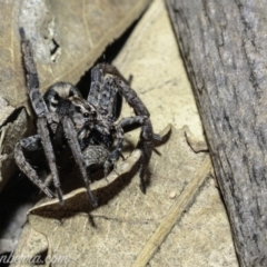 Lycosidae (family) (Unidentified wolf spider) at Deakin, ACT - 6 Apr 2019 by BIrdsinCanberra