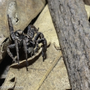 Lycosidae (family) at Deakin, ACT - 6 Apr 2019