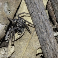 Lycosidae (family) at Deakin, ACT - 6 Apr 2019