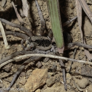 Tasmanicosa sp. (genus) at Deakin, ACT - 6 Apr 2019 08:57 PM