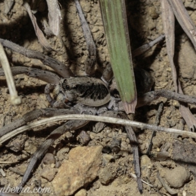 Tasmanicosa sp. (genus) (Tasmanicosa wolf spider) at Deakin, ACT - 6 Apr 2019 by BIrdsinCanberra