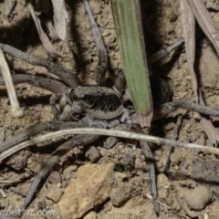 Tasmanicosa sp. (genus) (Unidentified Tasmanicosa wolf spider) at Deakin, ACT - 6 Apr 2019 by BIrdsinCanberra