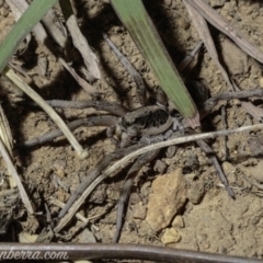 Tasmanicosa sp. (genus) at Deakin, ACT - 6 Apr 2019 08:57 PM