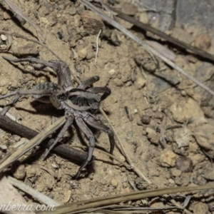 Tasmanicosa sp. (genus) at Deakin, ACT - 6 Apr 2019 08:57 PM