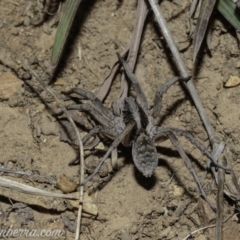 Tasmanicosa sp. (genus) at Deakin, ACT - 6 Apr 2019 08:57 PM