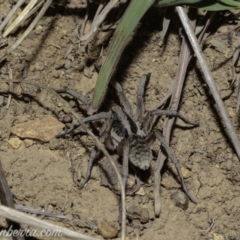 Tasmanicosa sp. (genus) at Deakin, ACT - 6 Apr 2019 08:57 PM