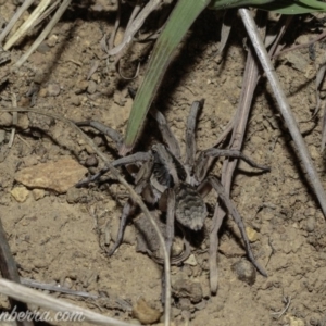 Tasmanicosa sp. (genus) at Deakin, ACT - 6 Apr 2019 08:57 PM