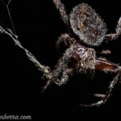 Hortophora sp. (genus) (Garden orb weaver) at Red Hill Nature Reserve - 6 Apr 2019 by BIrdsinCanberra