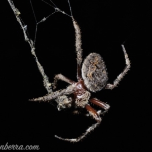 Hortophora sp. (genus) at Deakin, ACT - 6 Apr 2019 09:37 PM