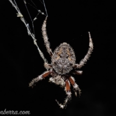 Hortophora sp. (genus) at Deakin, ACT - 6 Apr 2019