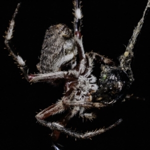 Hortophora sp. (genus) at Deakin, ACT - 6 Apr 2019