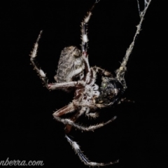 Hortophora sp. (genus) at Deakin, ACT - 6 Apr 2019