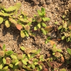 Centipeda minima subsp. minima (Spreading Sneezeweed) at Tharwa, ACT - 13 Apr 2019 by JaneR