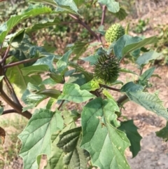 Datura stramonium (Common Thornapple) at Gigerline Nature Reserve - 13 Apr 2019 by JaneR