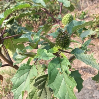 Datura stramonium (Common Thornapple) at Tharwa, ACT - 13 Apr 2019 by JaneR