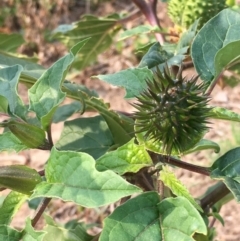 Datura stramonium at Tharwa, ACT - 13 Apr 2019