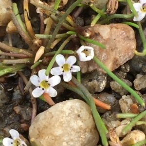 Limosella australis at Tharwa, ACT - 13 Apr 2019