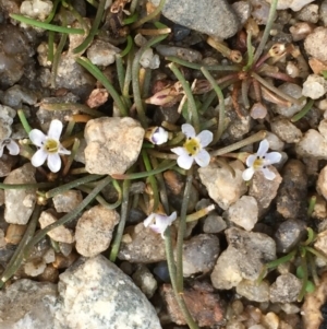 Limosella australis at Tharwa, ACT - 13 Apr 2019