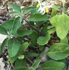 Solanum nigrum (Black Nightshade) at Tharwa, ACT - 13 Apr 2019 by JaneR