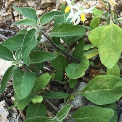 Solanum nigrum (Black Nightshade) at Gigerline Nature Reserve - 13 Apr 2019 by JaneR
