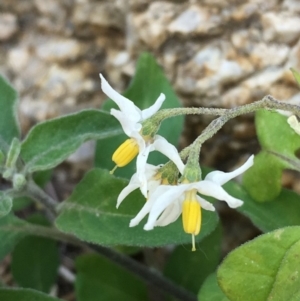Solanum nigrum at Tharwa, ACT - 13 Apr 2019