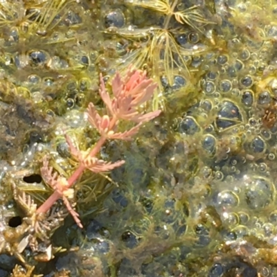 Myriophyllum verrucosum (Red Water-milfoil) at Gigerline Nature Reserve - 13 Apr 2019 by JaneR