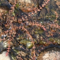 Myriophyllum verrucosum at Tharwa, ACT - 13 Apr 2019