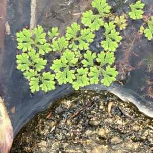 Azolla rubra at Tennent, ACT - 13 Apr 2019