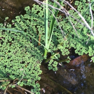 Azolla rubra at Tennent, ACT - 13 Apr 2019