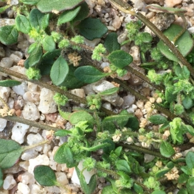 Dysphania glomulifera subsp. glomulifera (Pigweed) at Tennent, ACT - 13 Apr 2019 by JaneR