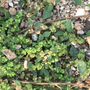 Dysphania glomulifera subsp. glomulifera at Tennent, ACT - 13 Apr 2019