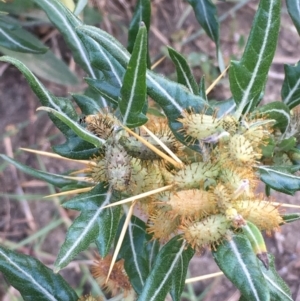 Xanthium spinosum at Tennent, ACT - 13 Apr 2019