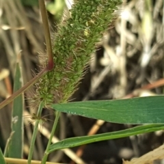 Setaria (genus) (Pigeon Grass) at Fyshwick, ACT - 16 Apr 2019 by Mike