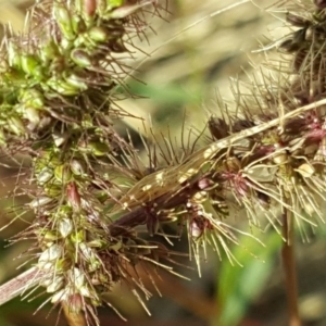 Setaria sp. at Fyshwick, ACT - 16 Apr 2019 08:54 AM