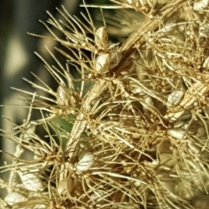 Setaria sp. at Fyshwick, ACT - 16 Apr 2019