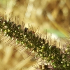 Setaria sp. at Fyshwick, ACT - 16 Apr 2019 08:54 AM