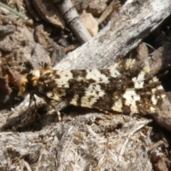 Ardiosteres moretonella (Scruffy Case Moth) at Theodore, ACT - 15 Apr 2019 by owenh