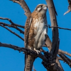 Falco berigora (Brown Falcon) at Chisholm, ACT - 16 Apr 2019 by norsygirl