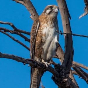 Falco berigora at Chisholm, ACT - 16 Apr 2019