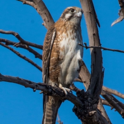 Falco berigora (Brown Falcon) at Chisholm, ACT - 16 Apr 2019 by norsygirl