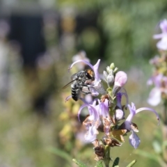 Megachile (Eutricharaea) maculariformis (Gold-tipped leafcutter bee) at Florey, ACT - 16 Apr 2019 by Britta3