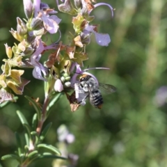 Megachile (Eutricharaea) maculariformis at Florey, ACT - 16 Apr 2019