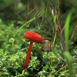 Hygrocybe sp. at Tura Beach, NSW - 9 Apr 2019 10:51 AM