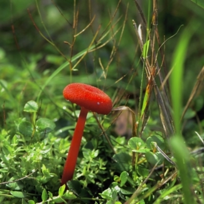 Hygrocybe sp. (Hygrocybe) at Tura Beach, NSW - 9 Apr 2019 by TLH