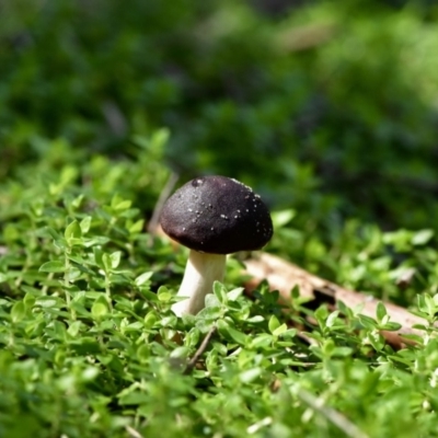 Unidentified Fungus at Tura Beach, NSW - 9 Apr 2019 by TLH