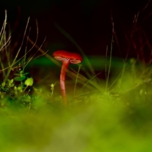 Hygrocybe firma at suppressed - suppressed